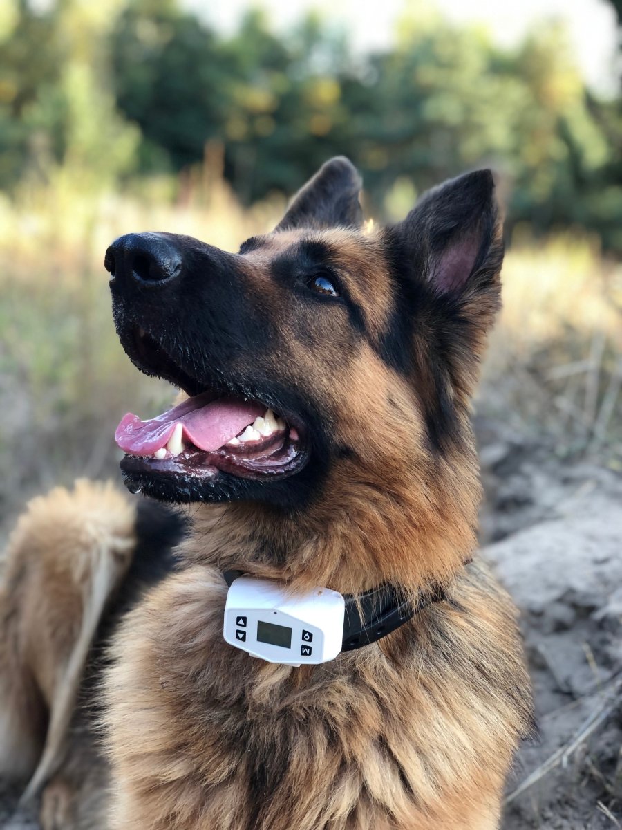 Dog radius shock collar sale