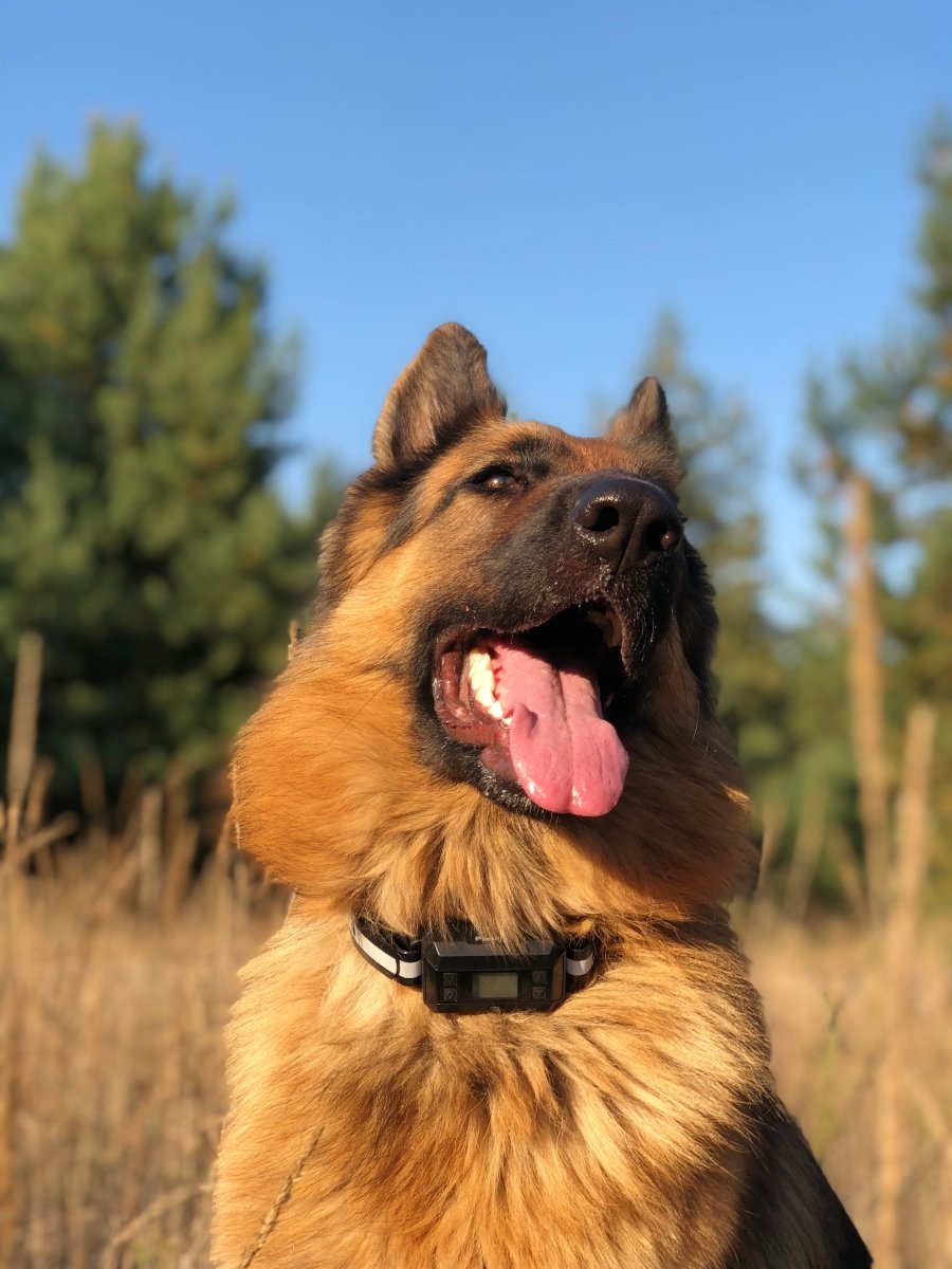 GPS Dog Fence F810+, 2 Dog Set, with GPS Signal Boost Chip and AI Scene