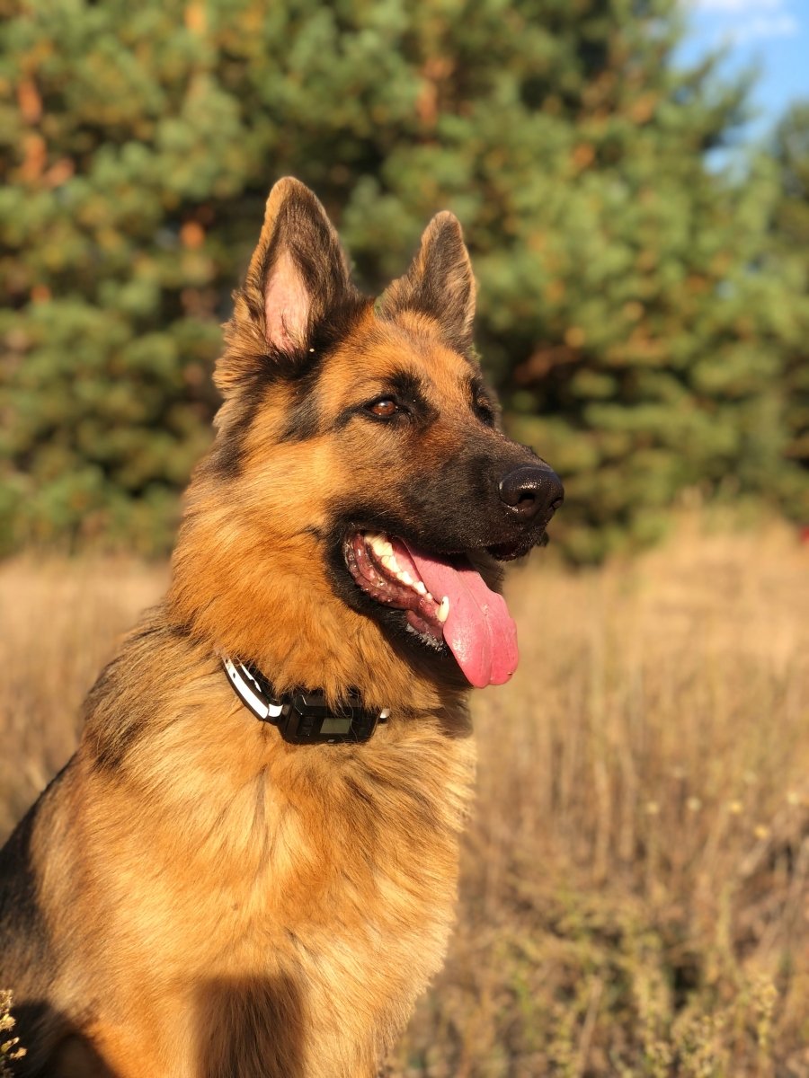 GPS Dog Fence F810+, 2 Dog Set, with GPS Signal Boost Chip and AI Scene