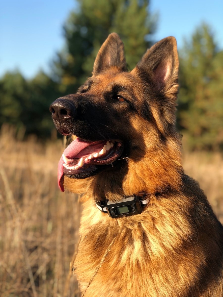 Gps perimeter dog sales fence