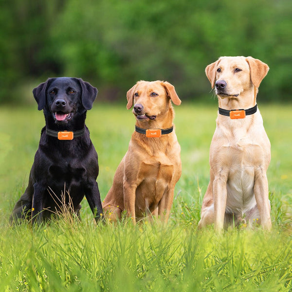 Wireless Dog Fence TZ-F381, 2-in-1 Fence & Dog Training Collar - with Charging Station, 1 Dog Set, Orange - Pawious